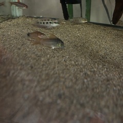 熱帯魚　コリドラス  7匹　まとめての画像