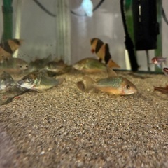 熱帯魚　コリドラス  7匹　まとめての画像