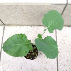 ハイツＳＰブロッコリー　タキイ交配 １ポット　農薬不使用の画像