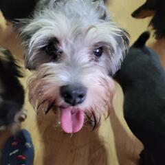 ブリード引退犬Mシュナ女の子