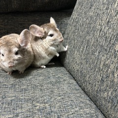 チンチラ　シナモン　里親募集　小動物※2匹ともお迎え先が決まりました