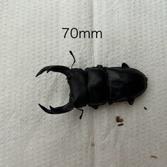 発送可能 オオクワガタ 久留米産 1ペア