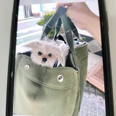 🍁羊毛フェルト教室 そっくり愛犬講座🐕の画像