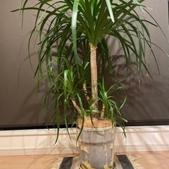ドラセナ　カンボジアーナ　大型観葉植物