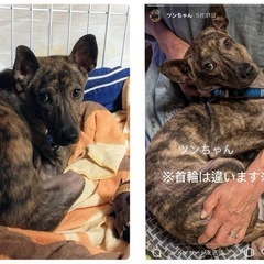 目撃情報求む‼️犬が迷子です − 山口県