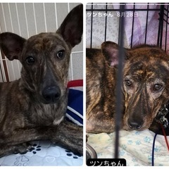 目撃情報求む‼️犬が迷子です - 手伝って/助けて