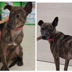 目撃情報求む‼️犬が迷子です - 下関市