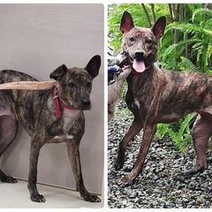 目撃情報求む‼️犬が迷子ですの画像