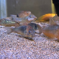 熱帯魚　コリドラス  7匹　まとめて