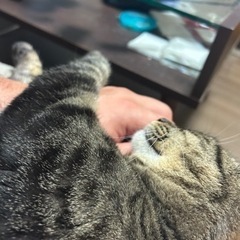 猫を探してます！