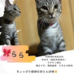 美猫さん🎀らら