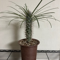 お話し中　
パキポディウムラメリー