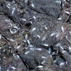 大型トビムシ（アヤトビムシ）　約200匹以上の画像