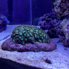 値下げ品❗️マメスナギンチャクグリーン　 海水魚　サンゴ　水槽