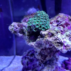 マメスナグリーン　中サイズ　海水魚　サンゴ　魚