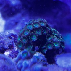 マメスナグリーン　中サイズ　海水魚　サンゴ　魚の画像