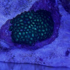 値下げ品❗️マメスナギンチャクグリーン　 海水魚　サンゴ　水槽の画像