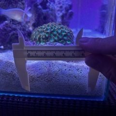 値下げ品❗️マメスナギンチャクグリーン　 海水魚　サンゴ　水槽の画像