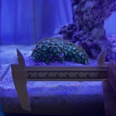 値下げ品❗️マメスナギンチャクグリーン　 海水魚　サンゴ　水槽の画像