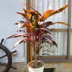観葉植物　コルディリネ　アイチアカ