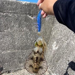 釣り仲間を募集しています