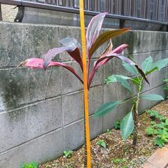 コルディリネ　アイチアカ