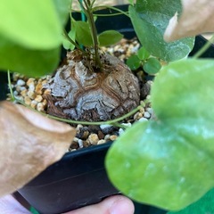 アフリカ亀甲竜【冬型塊根植物】の画像