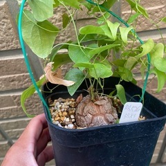 アフリカ亀甲竜【冬型塊根植物】