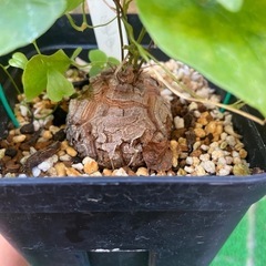 アフリカ亀甲竜【冬型塊根植物】の画像