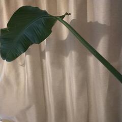 ストレリチア 1本 観葉植物