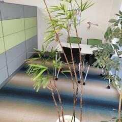 観葉植物（シュロチク）