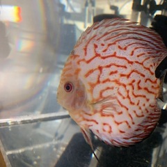 ディスカス　レッドピジョン　無料の画像