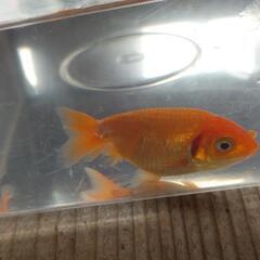 値下げ！金魚　ランチュウ　1才魚　3匹　訳ありの画像