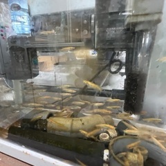 餌用　ヒメダカ入荷