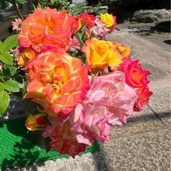 馬ふん米糠やさしい堆肥　6kg の画像