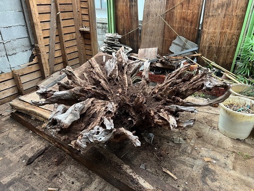 切り株、木の根オブジェ、アート