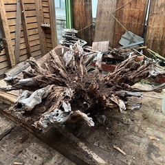 切り株、木の根オブジェ、アート