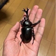 カブトムシ 成虫 幼虫　飼育依頼