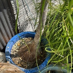 植物トックリヤシ