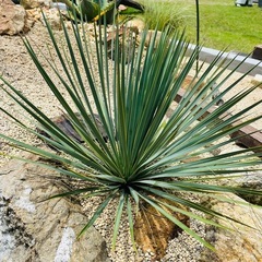 ユッカ　ロストラータ　各サイズの画像