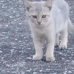 ベージュ　黄色いお目々　メス３ケ月 − 大分県