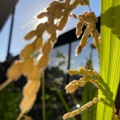 自然栽培　自然農の田んぼ