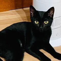 黒猫の女の子　５か月の木の実