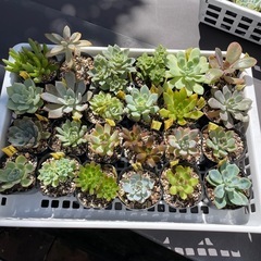 🌵多肉植物M　　1ポット100円