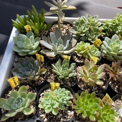 🌵多肉植物M　　1ポット100円の画像