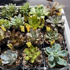🌵多肉植物M　　1ポット100円の画像