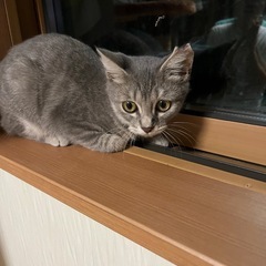 グミ　人慣れ訓練中です