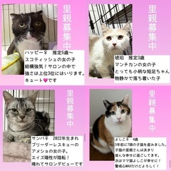 （ご参加ありがとうございました！）teamねこまんま　10月譲渡...