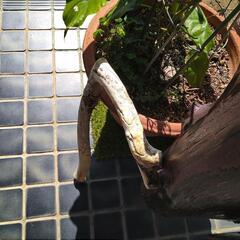 ★値下げ★お洒落な流木