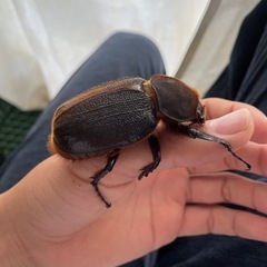 D.H.ヘラクレス　♀単
